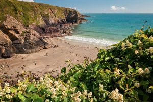 Caerfai Bay Near St David's
