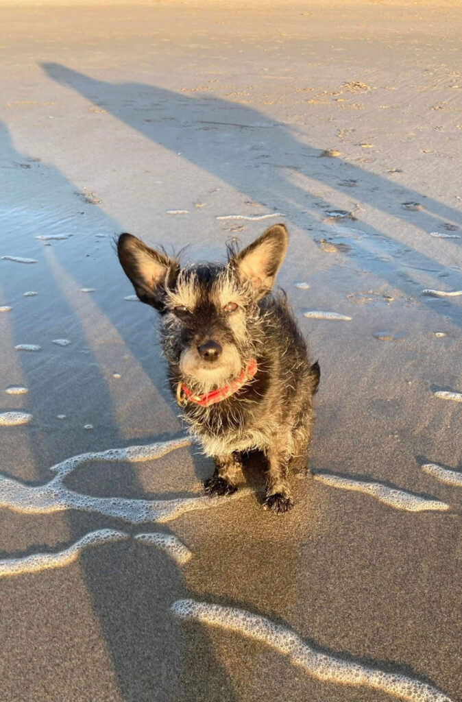 Beach Walks with your dog