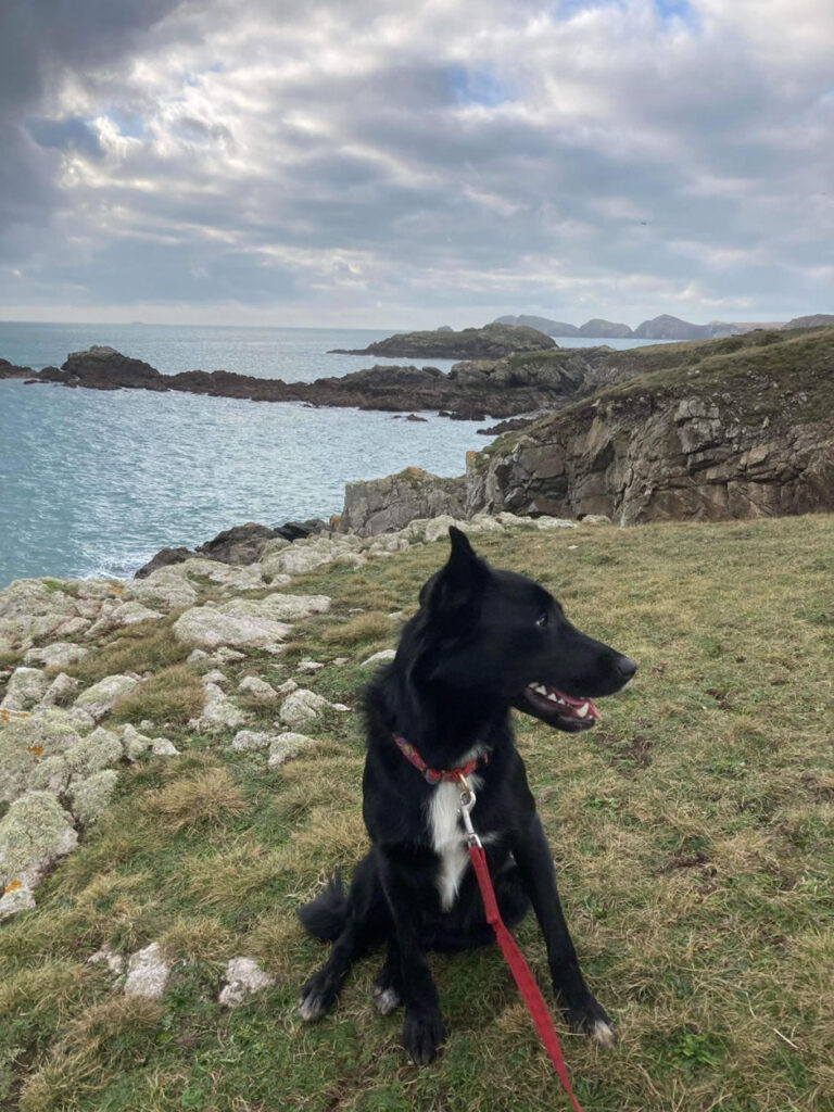 Go on a St Davids boat trip with your dog