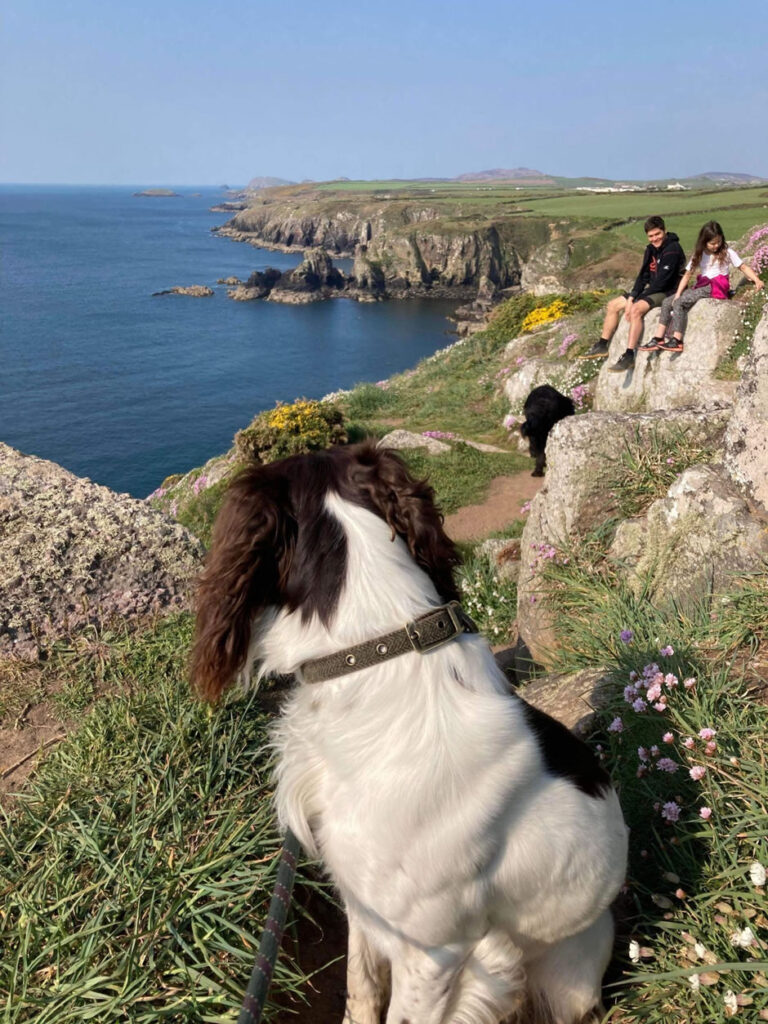 St Davids coast path walks with your dog