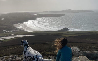 Dog Friendly St Davids
