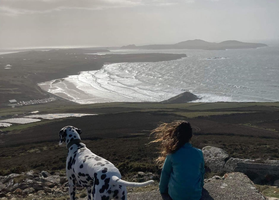 Dog Friendly St Davids