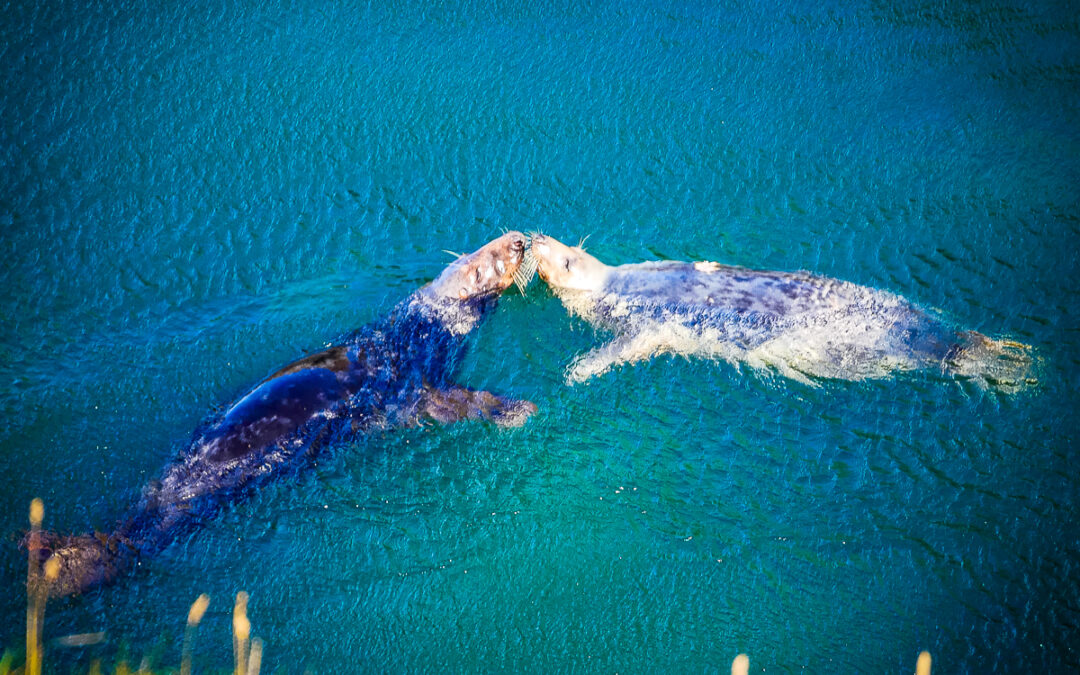 Grey Seals