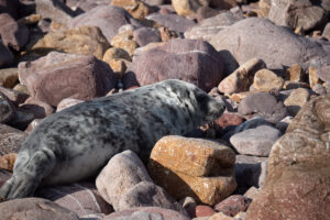 Grey Seal Pup Pembrokeshire
