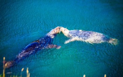 Grey Seals