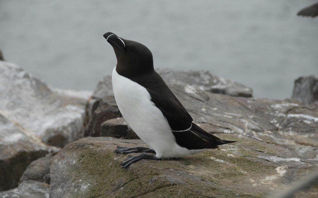Razorbills