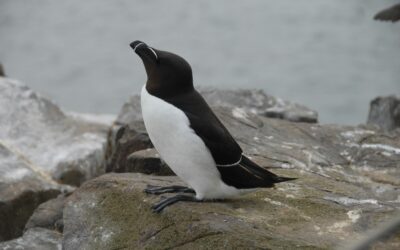 Razorbills