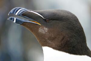 Razorbill close up