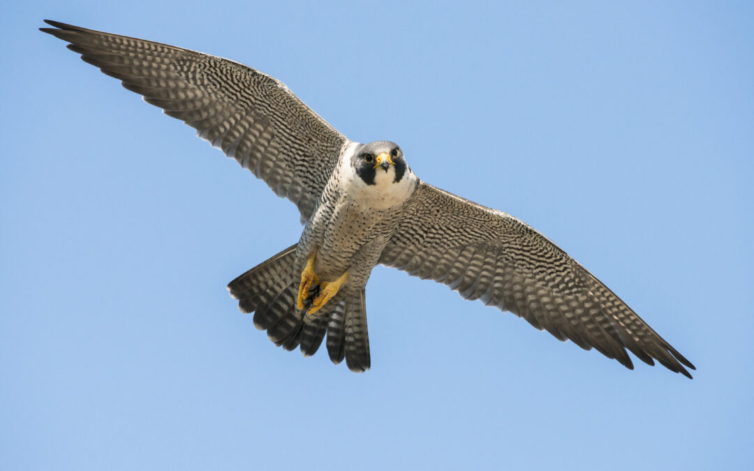 Peregrine Falcon