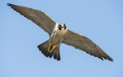 Peregrine Falcon