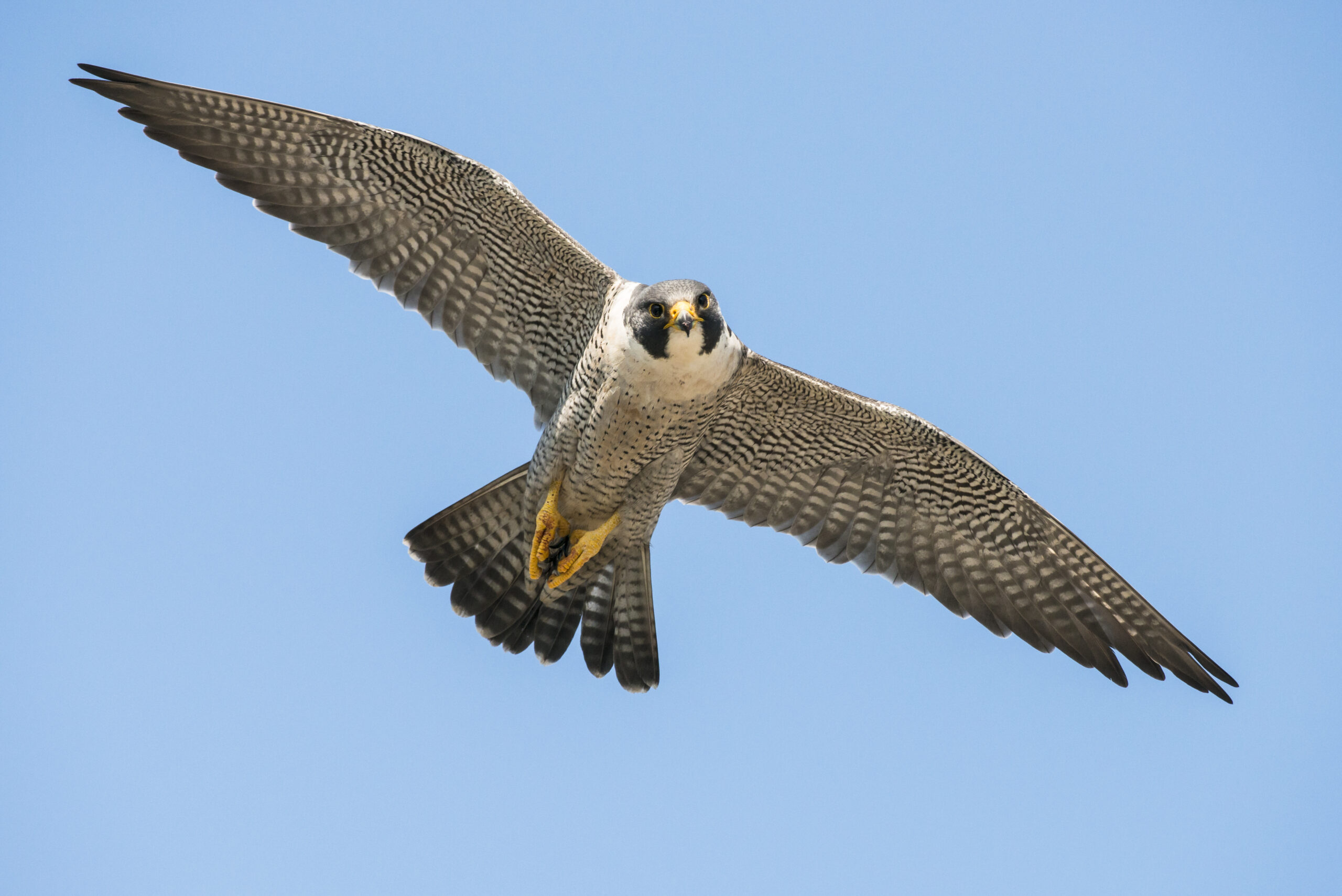 Peregrine Falcon in flight Peregrine Falcon in flight