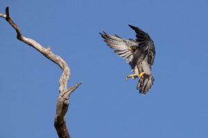 Peregrine Falcon landing
