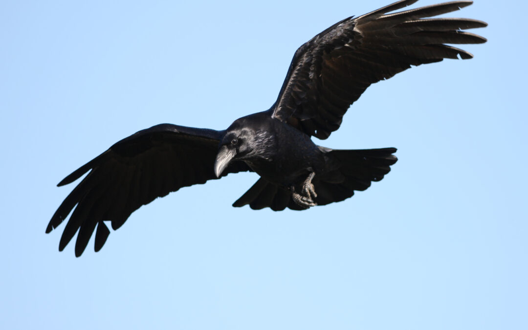 Raven