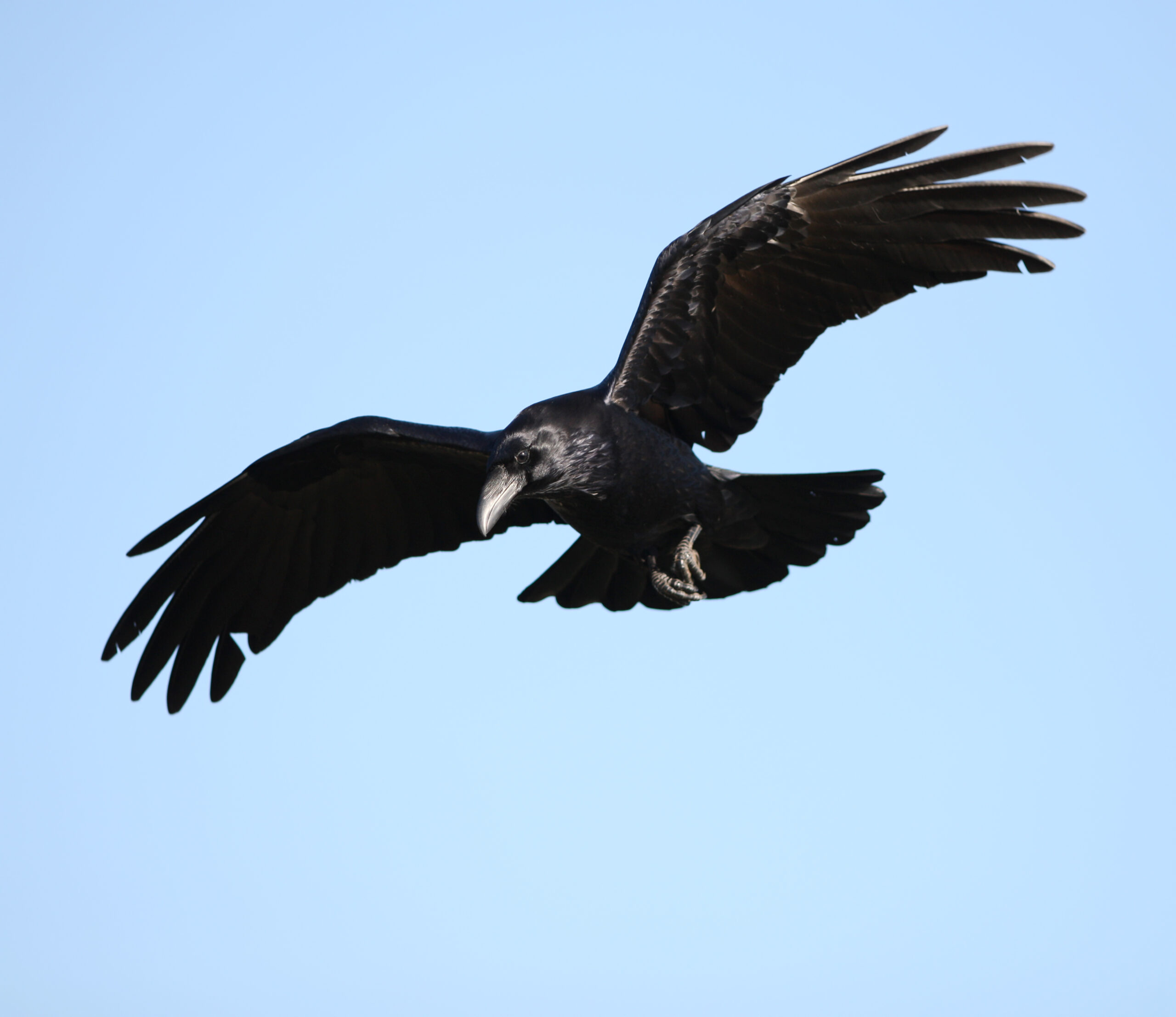 Raven with open wings flying on blue sky Raven in flight