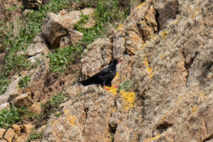 Chough nesting in the cracks of a sea cliff