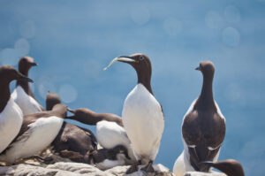 Common Guillemots in colony Pembrokeshire
