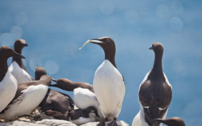 Guillemots in Pembrokeshire
