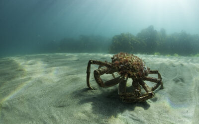 Spider Crabs – Pembrokeshire