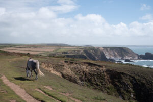 horses at Porth y Rhaw Fort