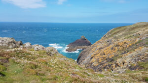 Wildflowers on Skomer Island
