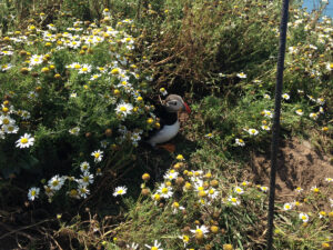 Puffin on Skomer Island