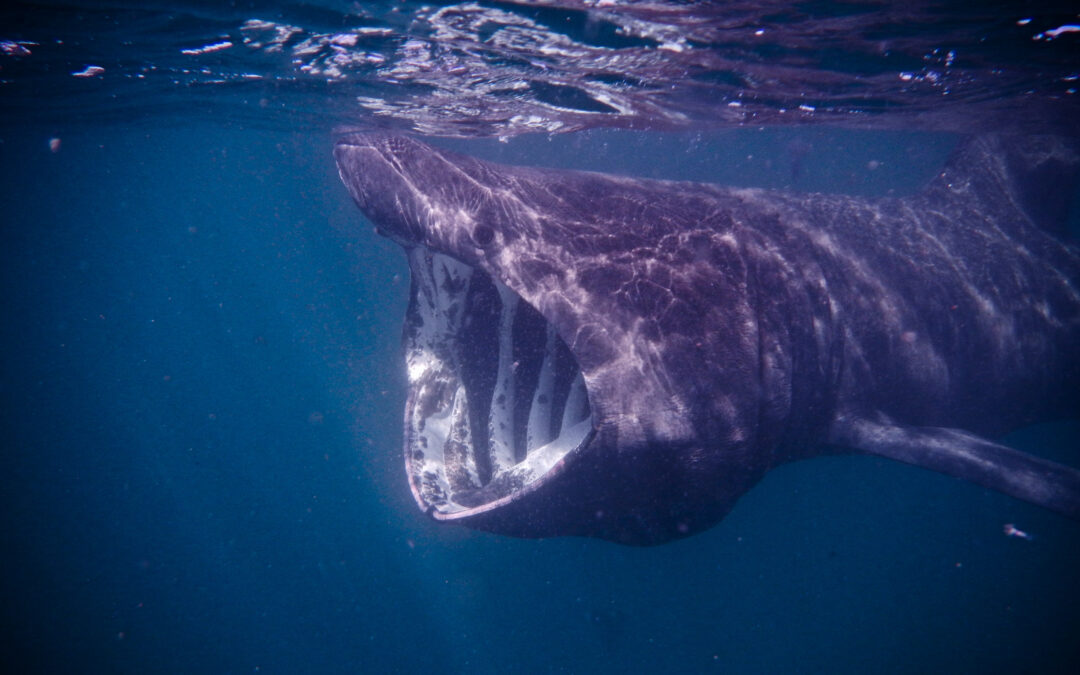 Basking Sharks in Pembrokeshire