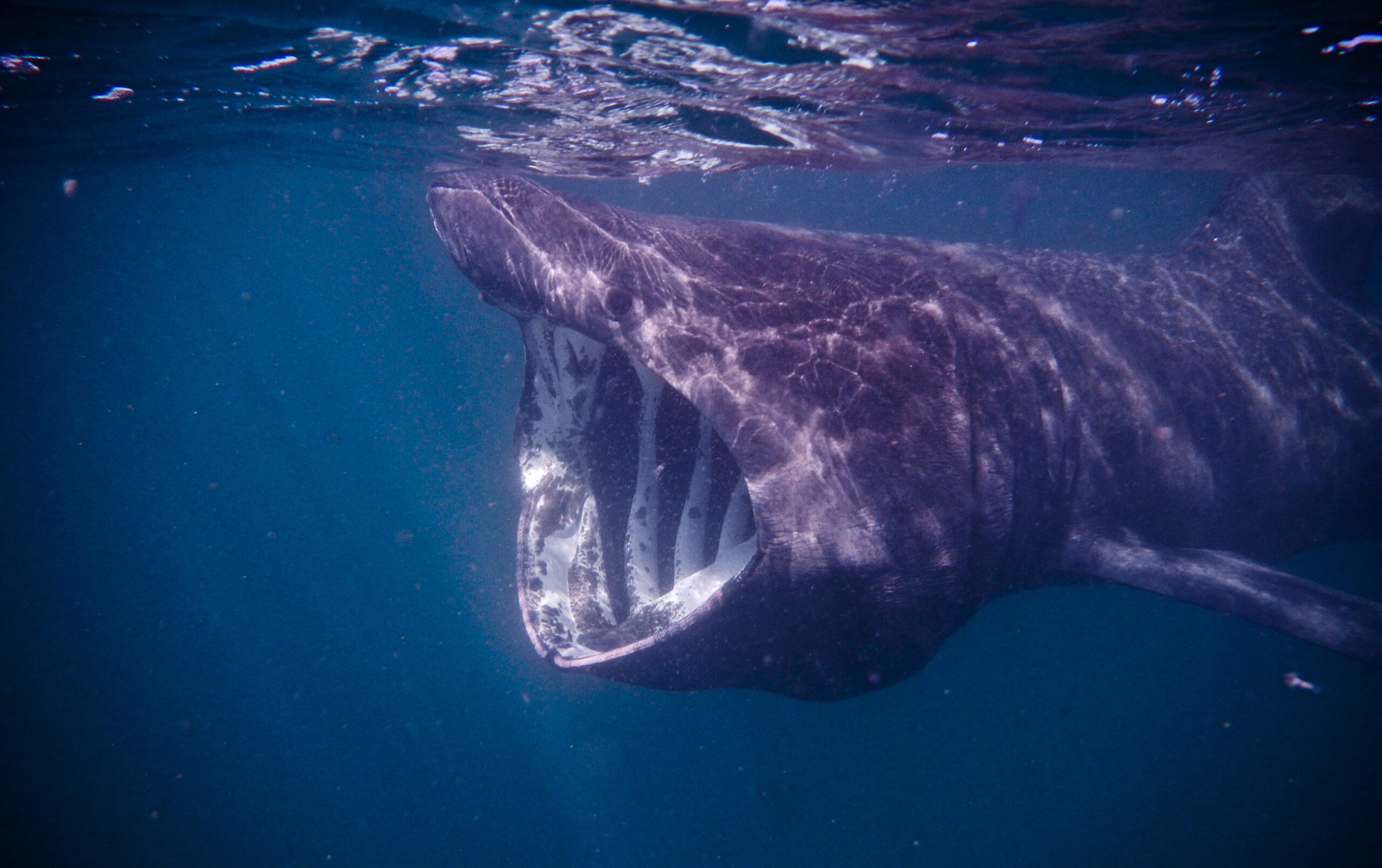 Basking Shark Basking Shark