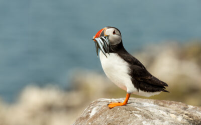 Puffins in Pembrokeshire