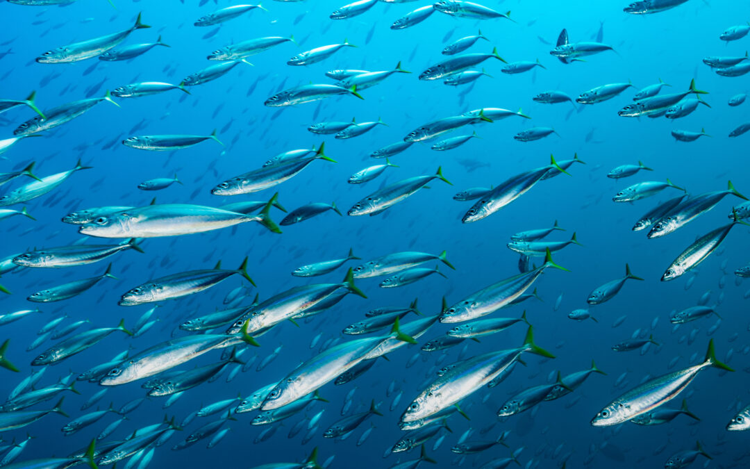 Mackerel in Pembrokeshire