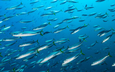 Mackerel in Pembrokeshire