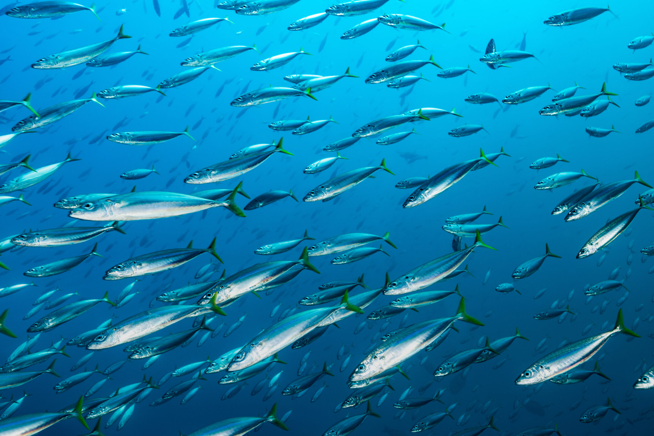 Large School of Mackerel Scad Decapterus macarellus, Triton Bay, Drama Rock, Indonesia Mackerel Pembrokeshire