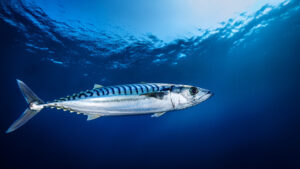 mackerel