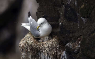 Kittiwake – Pembrokeshire