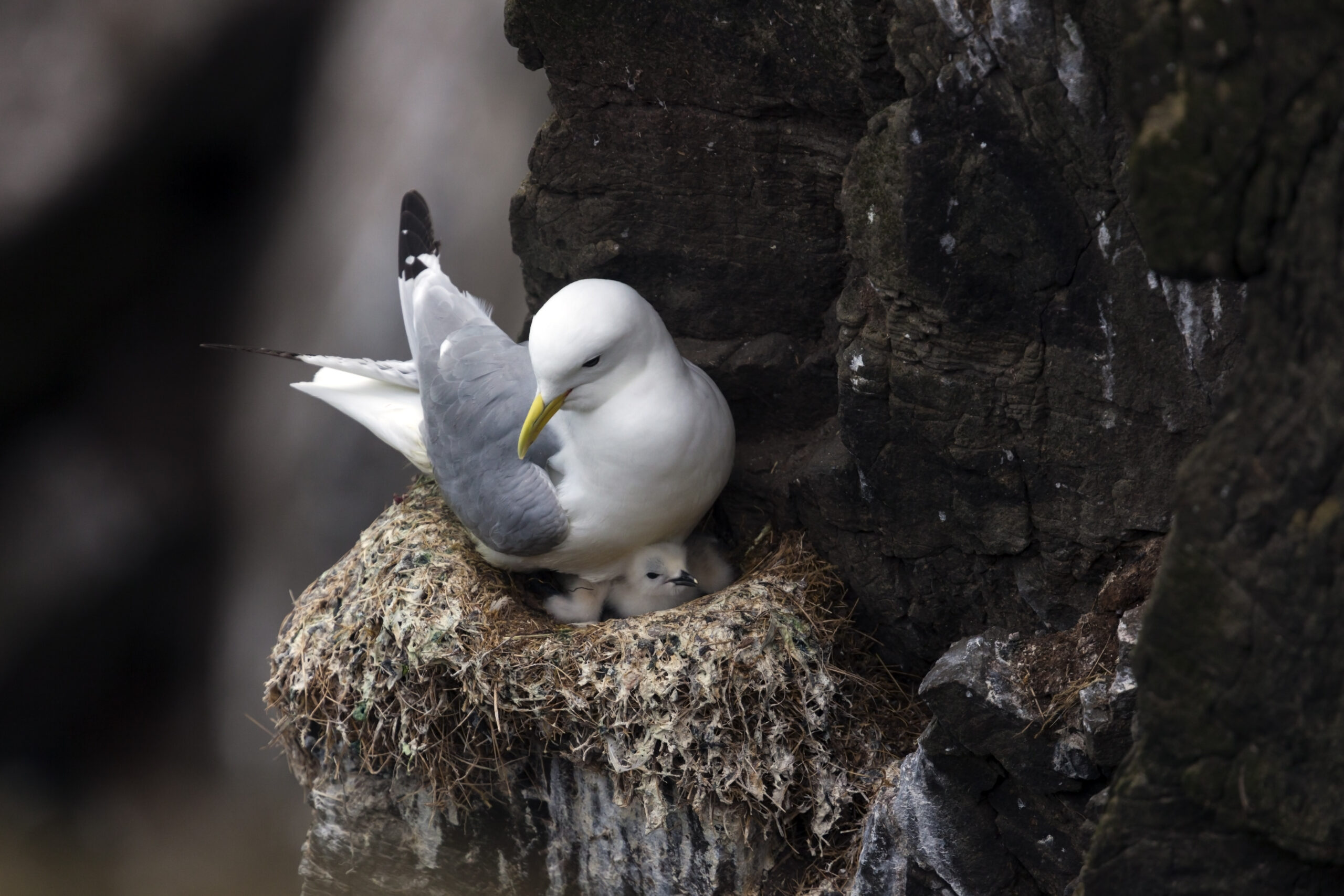 Black-legged Kittiwakes