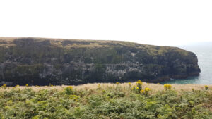 Kittiwakes on the cliff Skomer Pembrokeshire