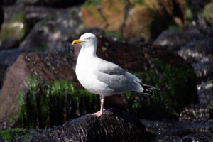 gull